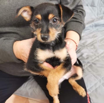 Собаки в добрые руки - Пушкин