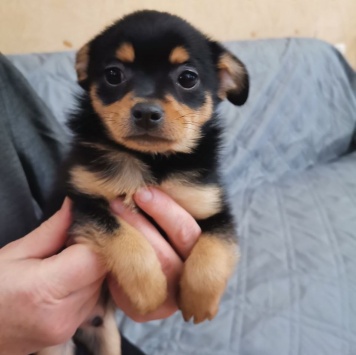 Хомич - Собаки в добрые руки