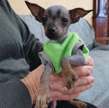 Булат - Собаки в добрые руки