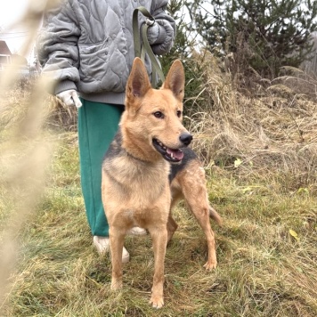 Собаки в добрые руки - Джек