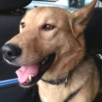 Собаки в добрые руки - Джек - 1