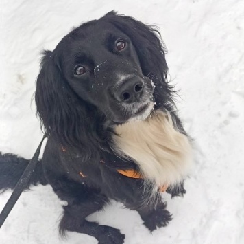 Собаки в добрые руки - Ричард