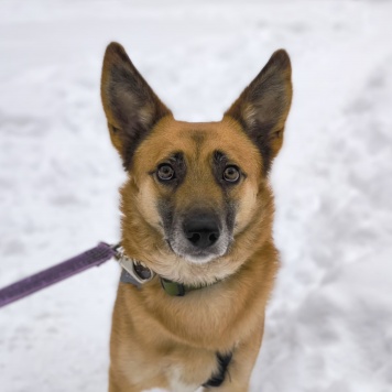 Собаки в добрые руки - Симба