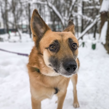 Собаки в добрые руки - Симба - 1