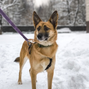 Собаки в добрые руки - Симба - 2