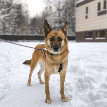 Собаки в добрые руки - Симба - 3