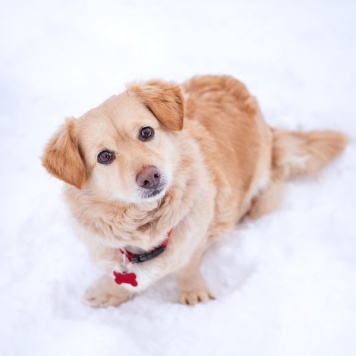 Собаки в добрые руки - Лисик
