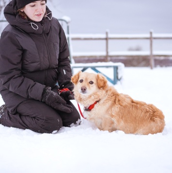 Собаки в добрые руки - Лисик - 1