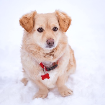 Собаки в добрые руки - Лисик - 2