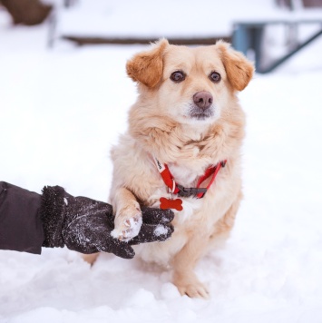 Собаки в добрые руки - Лисик - 3