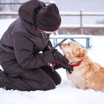 Собаки в добрые руки - Лисик - 4