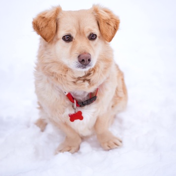Собаки в добрые руки - Лисик
