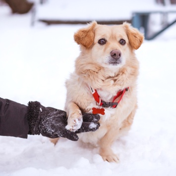 Собаки в добрые руки - Лисик - 1