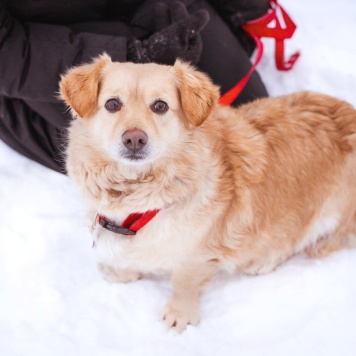 Собаки в добрые руки - Лисик - 2