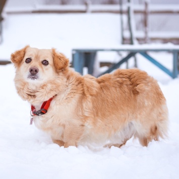 Собаки в добрые руки - Лисик - 4