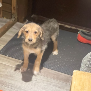 Юна - Собаки в добрые руки