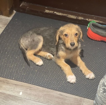 Собаки в добрые руки - Юна - 1