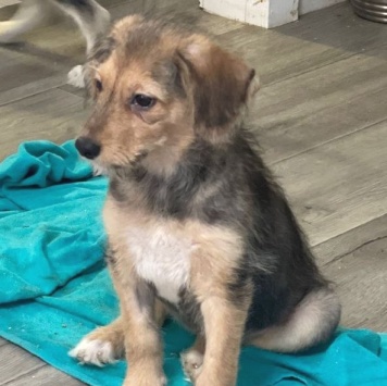 Собаки в добрые руки - Юна - 2