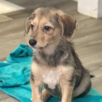 Собаки в добрые руки - Юна - 3