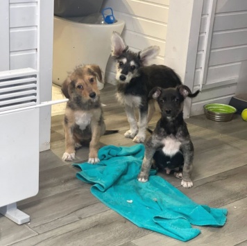 Собаки в добрые руки - Юна - 4