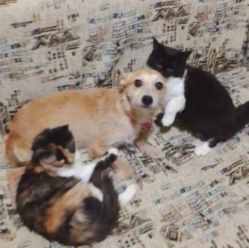 Собаки в добрые руки - Малышка