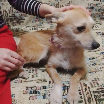 Собаки в добрые руки - Малышка - 2