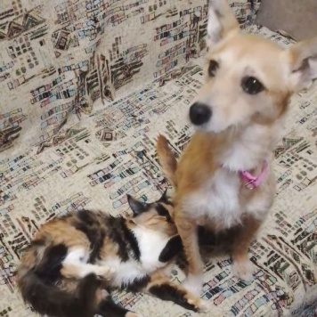 Собаки в добрые руки - Малышка - 3