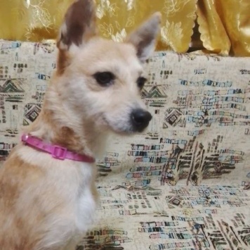 Собаки в добрые руки - Малышка - 4