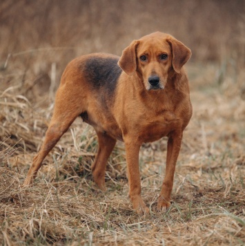 Собаки в добрые руки - Лада