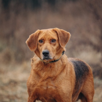 Собаки в добрые руки - Лада - 2