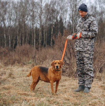 Собаки в добрые руки - Лада - 3