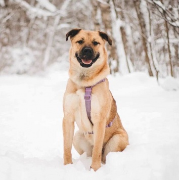 Собаки в добрые руки - Йен