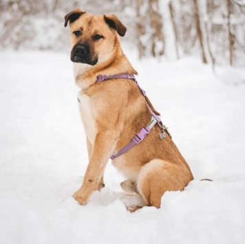 Собаки в добрые руки - Йен - 2