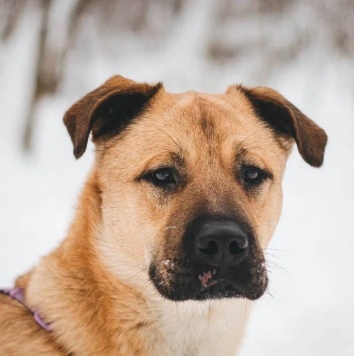 Собаки в добрые руки - Йен - 3