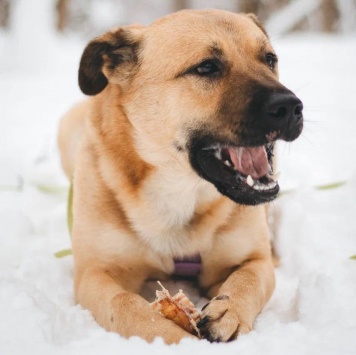 Собаки в добрые руки - Йен - 4
