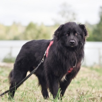 Собаки в добрые руки - Трюфель