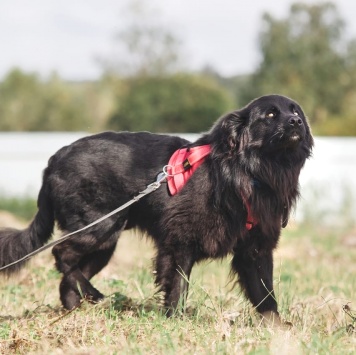 Собаки в добрые руки - Трюфель - 1
