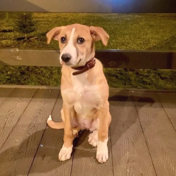 Собаки в добрые руки - Мила