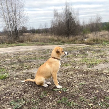 Собаки в добрые руки - Мила - 1