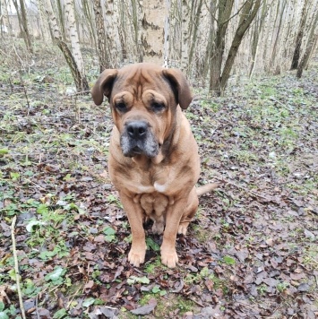 Ричард - Собаки в добрые руки