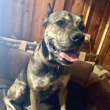 Собаки в добрые руки - Алана