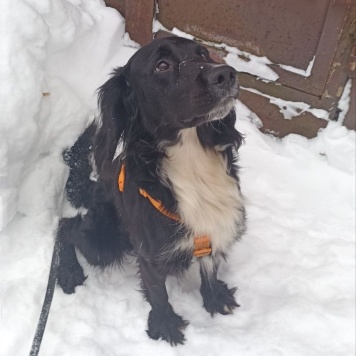 Собаки в добрые руки - Ричард - 1