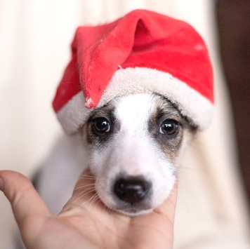 Собаки в добрые руки - Юкон