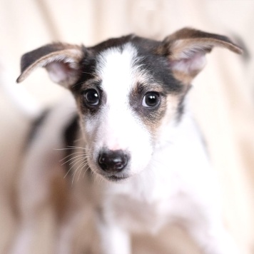 Собаки в добрые руки - Юкон - 1