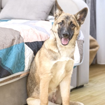 Молли - Собаки в добрые руки