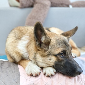 Собаки в добрые руки - Молли - 1