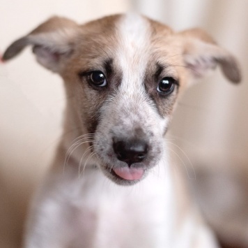 Юми - Собаки в добрые руки