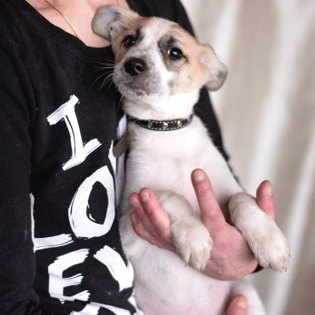 Собаки в добрые руки - Юми - 1