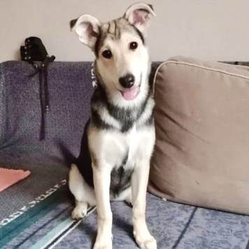 Собаки в добрые руки - Тома