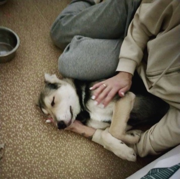 Собаки в добрые руки - Тома - 1